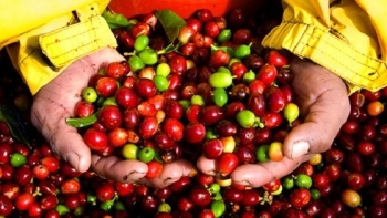 Giá cà phê hôm nay 9/1: Tiếp tục phiên giảm thứ 5 liên tiếp