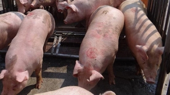 Giá thịt lợn hôm nay 9/1: Cả 3 miền tiếp tục tăng