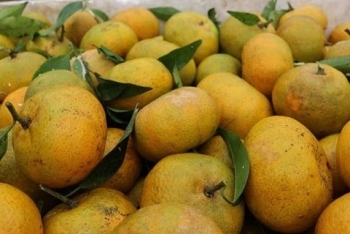 Bắc Kạn: Sản lượng trái quýt ước đạt 23.600 tấn