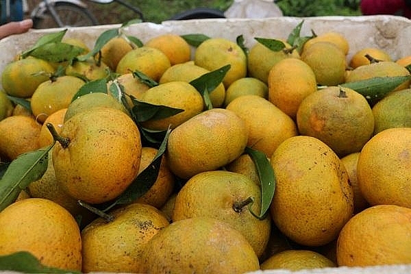 Diện tích trồng Cam, quýt tăng trong năm 2020