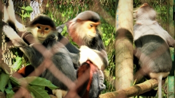 Kiên Giang: Đẩy mạnh tuyên truyền công tác bảo tồn đa dạng sinh học và các loài hoang dã