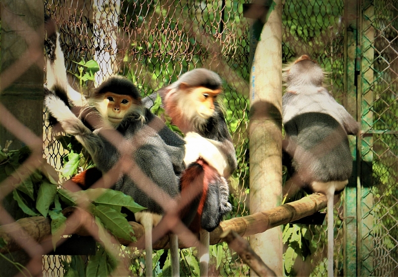 Kiên Giang đẩy mạnh thực thi pháp luật và tuyên truyền, phổ biến công tác bảo tồn đa dạng sinh học và các loài hoang dã