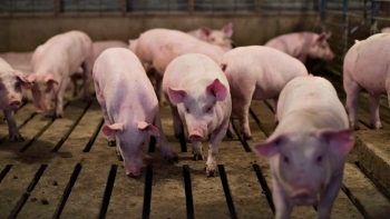 Giá thịt lợn hôm nay 12/1: Đồng loạt tăng