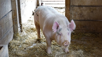 Giá thịt lợn hôm nay 15/1: Tăng rải rác ở một số tỉnh thành