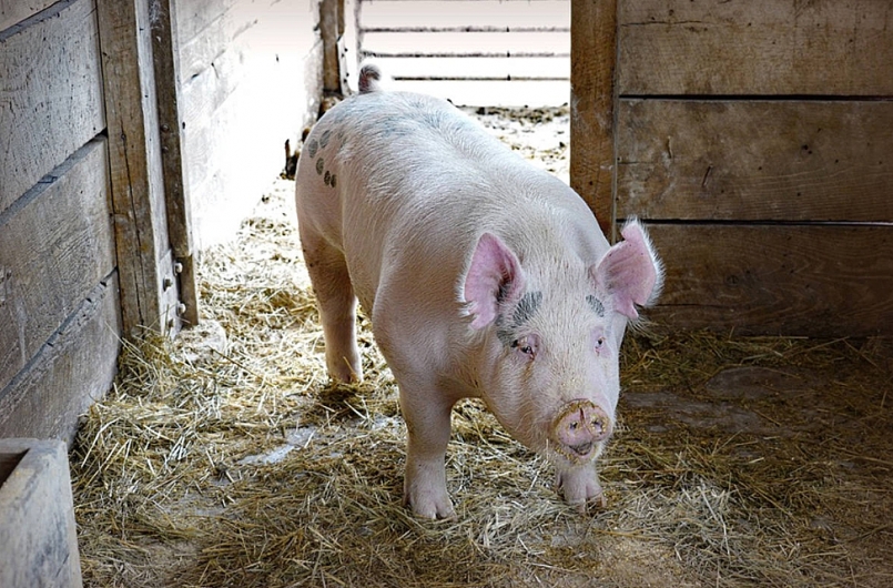 Giá thịt lợn hôm nay 15/1, tăng rải rác ở một số tỉnh thành