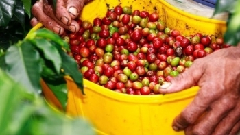 Giá cà phê hôm nay 16/1: Đồng loạt vượt mốc 32 triệu đồng/tấn