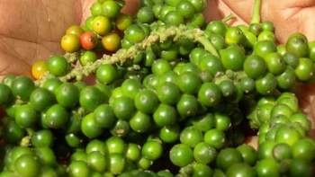 Giá hồ tiêu hôm nay 16/1: Cuối tuần đi ngang