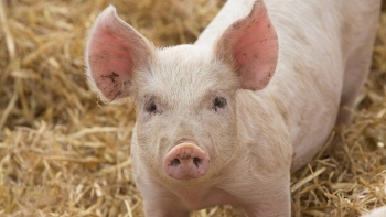 Giá thịt lợn hôm nay 16/1: Đà tăng vẫn chưa chấm dứt