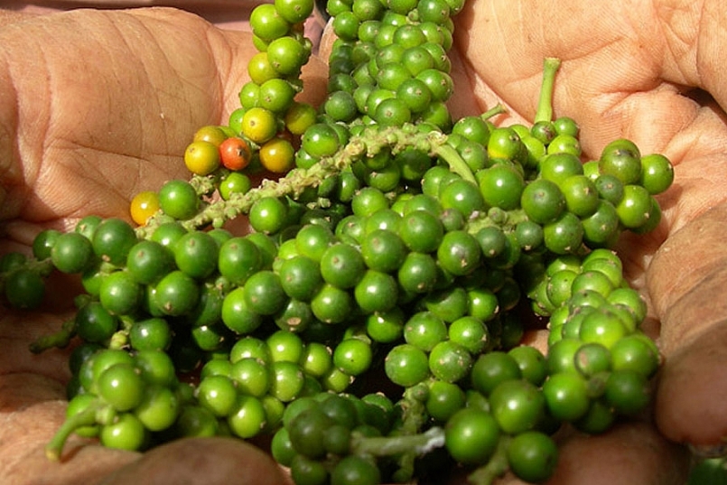 Giá hồ tiêu hôm nay 16/1, cuối tuần đi ngang