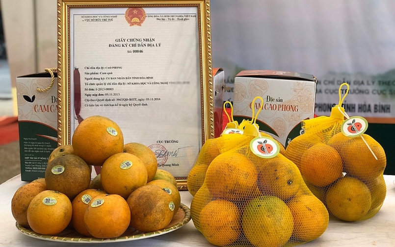 trên thị trường trong nước, cam Cao Phong đã có thương hiệu, được người tiêu dùng ưa thích trên thị trường trong nước, cam Cao Phong đã có thương hiệu, được người tiêu dùng ưa thích