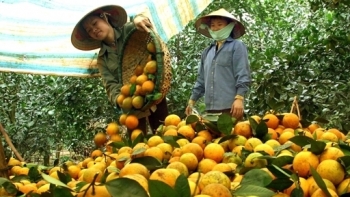 Hòa Bình: Cam Cao Phong vững giá trước biến động thị trường