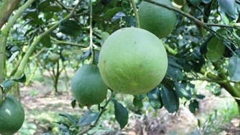 Đồng Tháp: Bưởi da xanh giảm giá