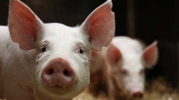 Giá thịt lợn hôm nay 18/1: Tiếp tục tăng ở một số địa phương