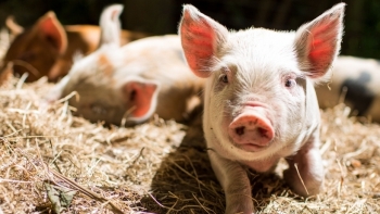 Giá thịt lợn hôm nay 20/1: Nhiều địa phương chạm mốc 86.000 đồng/kg