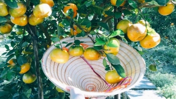 Đồng Tháp: Quýt hồng Lai Vung nhộn nhịp đón khách du lịch