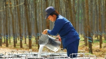 Đầu năm 2021, giá cao su đồng loạt tăng trở lại