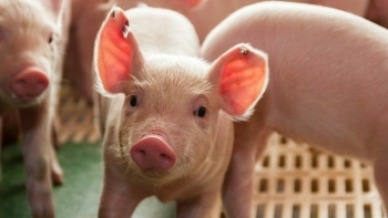 Giá thịt lợn hôm nay 22/1: Đà tăng duy trì ở nhiều địa phương