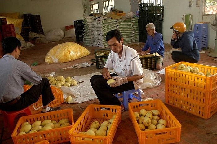 Đồng Tháp hỗ trợ doanh nghiệp xây dựng và phát triển nhãn hiệu, bao bì sản phẩm