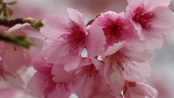 Chiêm ngưỡng vẻ đẹp rực rỡ của hoa anh đào giữa lòng hồ Pá Khoang