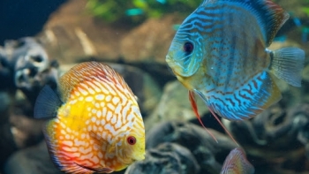 TP HCM: Kim ngạch xuất khẩu cá cảnh tăng mạnh