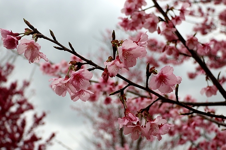 Thời gian hoa nở thường kéo dài từ 7 đến 15 ngày