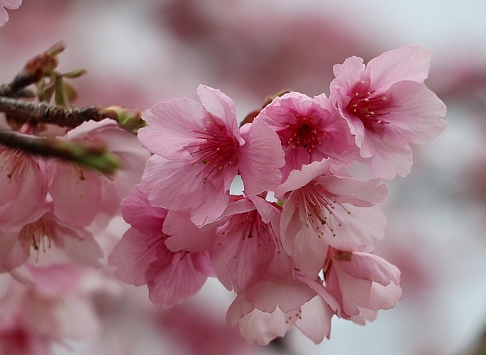 Những giống hoa đào ở hồ Pá Khoang đua nhau khoe sắc