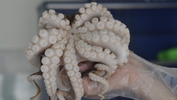 Hàn Quốc liên tục dẫn đầu về nhập khẩu mực, bạch tuộc của Việt Nam