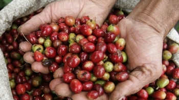 Giá cà phê hôm nay 23/1: Tiếp tục giảm