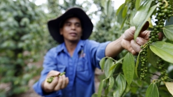 Giá hồ tiêu hôm nay 23/1: Đi ngang