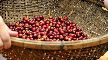 Giá cà phê hôm nay 24/1: Tăng 100 đồng/kg