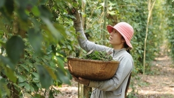 Giá hồ tiêu hôm nay 24/1: Cao nhất đạt 53.000 đồng/kg