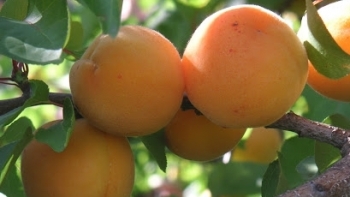 Bắc Kạn: Xây dựng thương hiệu cho quả mơ vàng