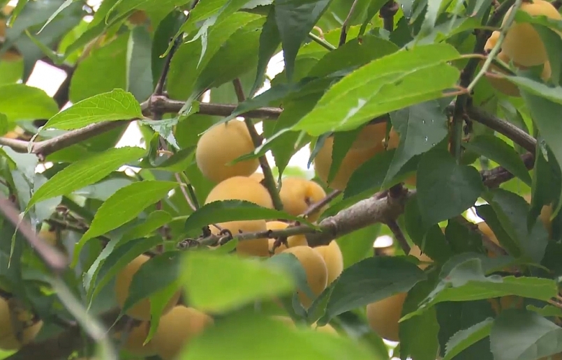 Mơ vàng - loại cây trồng tiềm năng của Bắc Kạn đang mở ra cơ hội lớn cho người nông dân Mơ vàng - loại cây trồng tiềm năng của Bắc Kạn đang mở ra cơ hội lớn cho người nông dân