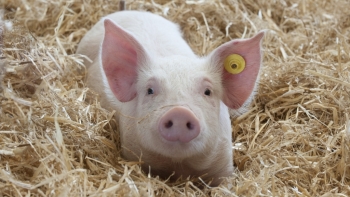 Giá thịt lợn hôm nay 25/1: Tăng rải rác ở một vài địa phương