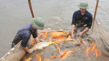Hà Nội có 60 vùng nuôi trồng thủy sản tập trung quy mô lớn