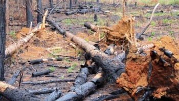 Sử dụng ảnh viễn thám để bảo vệ tài nguyên rừng