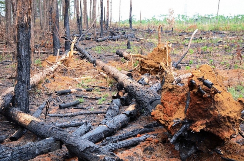 Sử dụng ảnh viễn thám để bảo vệ tài nguyên rừng Sử dụng ảnh viễn thám để bảo vệ tài nguyên rừng