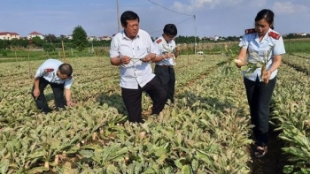 Hà Nội: Xử phạt gần 1 tỷ đồng vi phạm sản xuất kinh doanh nông nghiệp