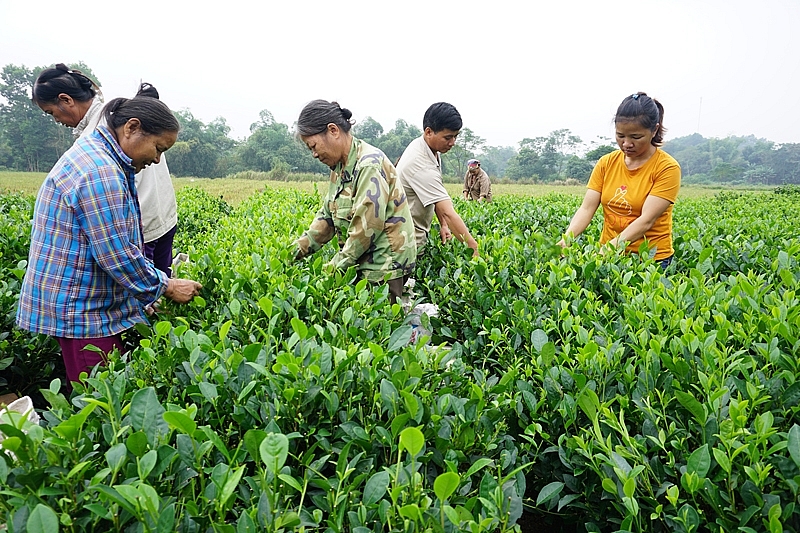 Đẩy mạnh sản xuất chè vụ Đông đang là mục tiêu Thái Nguyên hướng tới, đây cũng là một trong những định hướng tái cơ cấu ngành Nông nghiệp của tỉnh