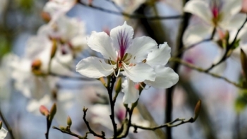 Điện Biên: Phối hợp, hỗ trợ tuyên truyền Lễ hội Hoa Ban năm 2021