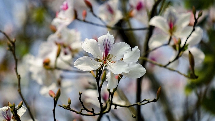 Lễ hội Hoa Ban nhằm giới thiệu, quảng bá về vùng đất và con người Điện Biên