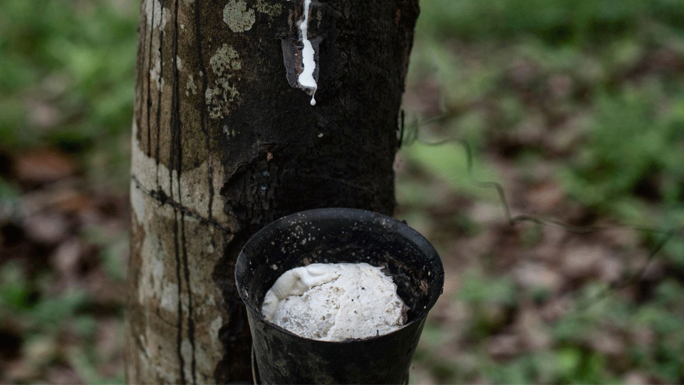 Giá cao su hôm nay 27/1: Tiếp tục tăng trên sàn Thượng Hải