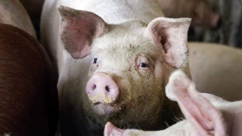 Giá thịt lợn hôm nay 27/1: Tăng giảm trái chiều