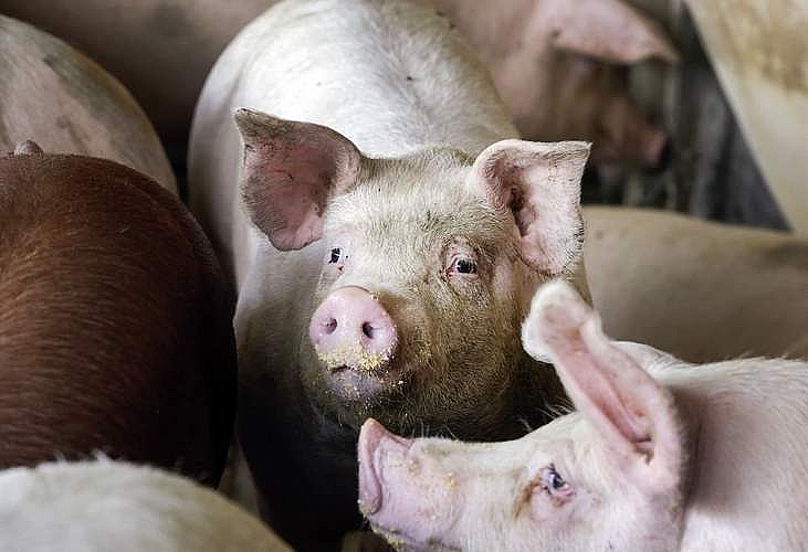 Giá thịt lợn hôm nay 27/1: Tăng giảm trái chiều