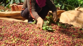Giá cà phê hôm nay 27/1: Đồng loạt tăng theo giá thế giới