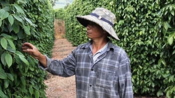 Giá hồ tiêu hôm nay 27/1: Thấp nhất 51.000 đồng/kg