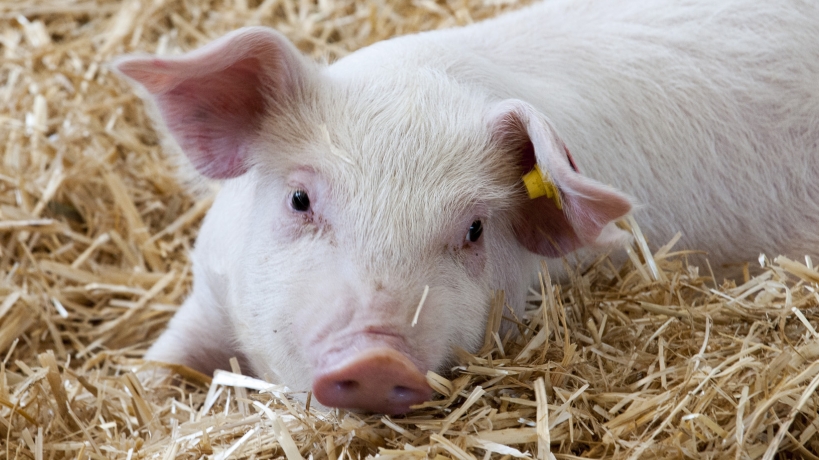 Giá thịt lợn hôm nay 28/1: Giảm tại nhiều địa phương