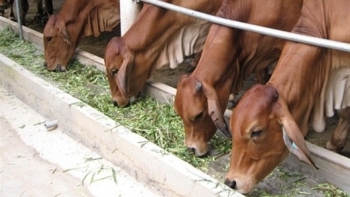 Hà Nội: Bảo đảm tiêm phòng vắc xin cho tối thiểu 80% tổng đàn gia súc