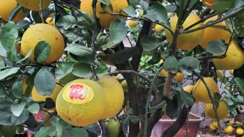 Hà Nội: Diện tích cây lâu năm tăng 2,3% so với cùng kỳ