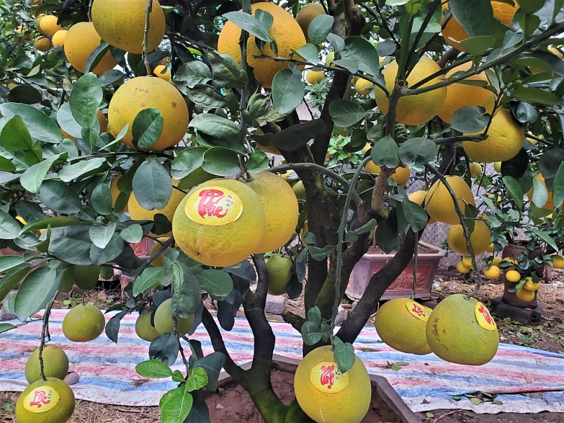 Năm 2020, diện tích cây lâu năm của Hà Nội tăng 2,3% so với cùng kỳ Năm 2020, diện tích cây lâu năm của Hà Nội tăng 2,3% so với cùng kỳ